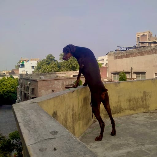 Aura of C Kennel