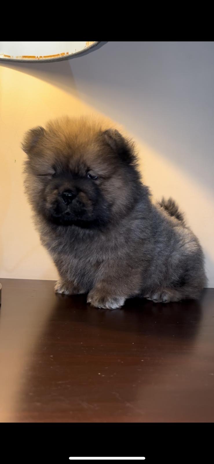 Leo